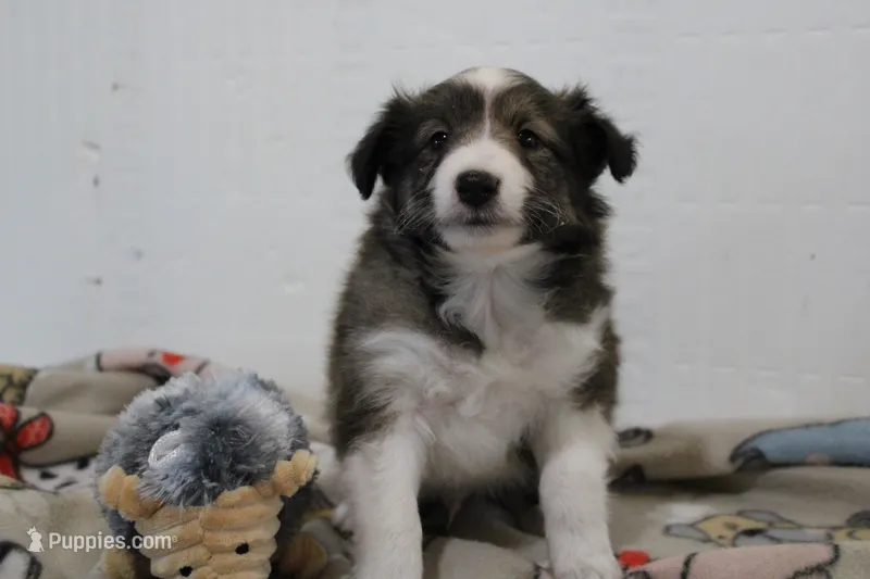 Star shelite puppy – Shetland Sheepdog puppy for sale in Mio, MI