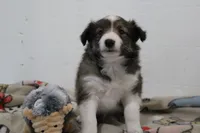 Star shelite puppy, a male Shetland Sheepdog for sale in Mio, MI – 1 of 3