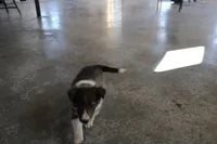 Sparky, a male Shetland Sheepdog for sale in Mio, MI – Photo 7 of 7