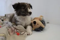 Sparky, a male Shetland Sheepdog for sale in Mio, MI – Photo 1 of 7