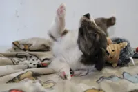 Sparky, a male Shetland Sheepdog for sale in Mio, MI – Photo 5 of 7