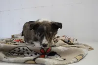 Sparky, a male Shetland Sheepdog for sale in Mio, MI – Photo 6 of 7