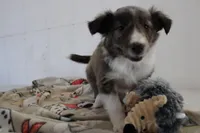 Sparky, a male Shetland Sheepdog for sale in Mio, MI – Photo 4 of 7