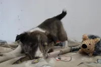 Sparky, a male Shetland Sheepdog for sale in Mio, MI – Photo 2 of 7