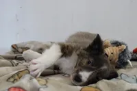 Sparky, a male Shetland Sheepdog for sale in Mio, MI – Photo 3 of 7