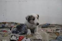 Merlin sheltie blue merle puppy , a male Shetland Sheepdog for sale in Mio, MI – 3 of 3