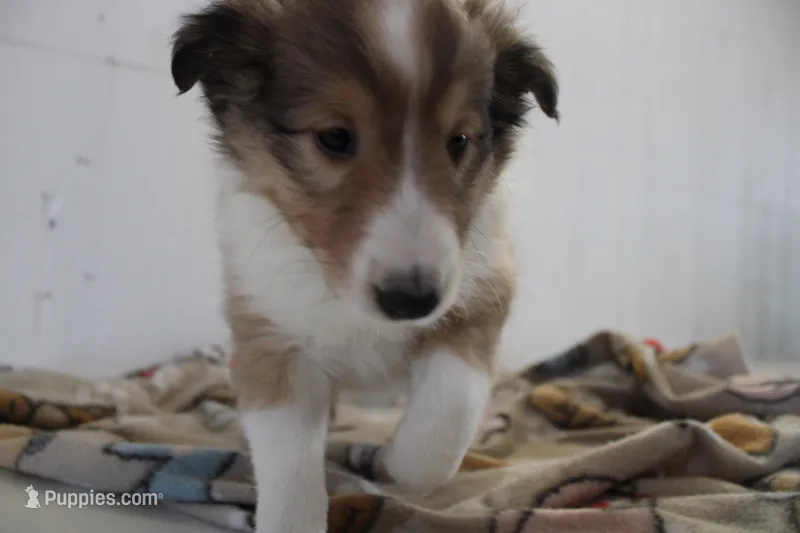 Sam – Shetland Sheepdog puppy for sale in Mio, MI