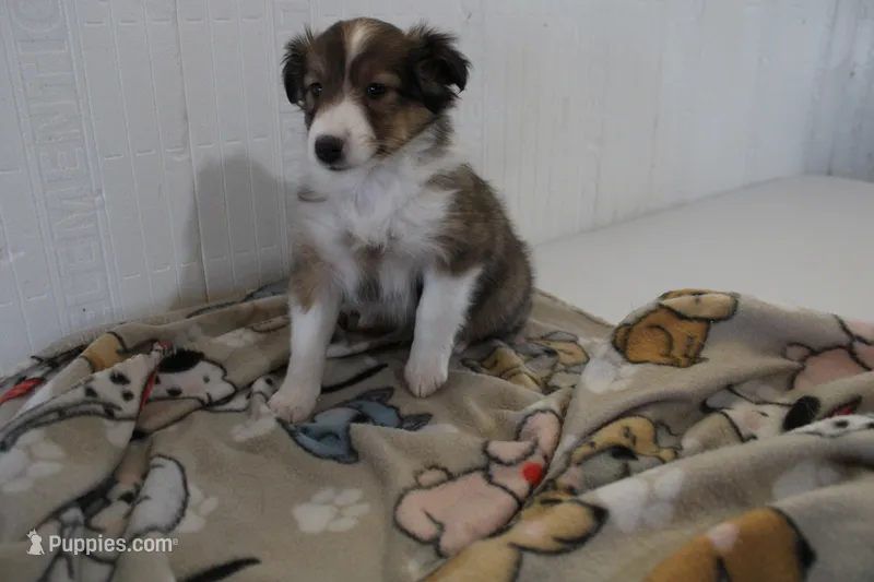 George  – Shetland Sheepdog puppy for sale in Mio, MI