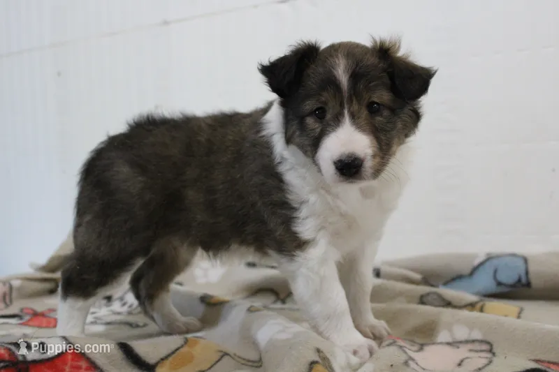 Andy sheltie puppy – Shetland Sheepdog puppy for sale in Mio, MI