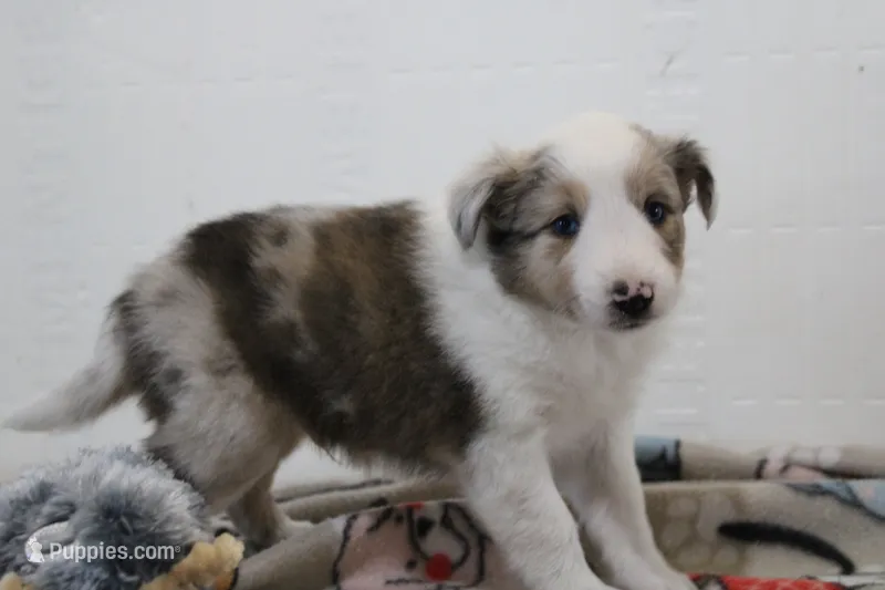 Merlin sheltie puppy  – Shetland Sheepdog puppy for sale in Mio, MI