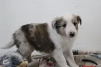 Merlin sheltie puppy , a male Shetland Sheepdog for sale in Mio, MI – 1 of 1