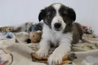 Lisa, a female Shetland Sheepdog for sale in Mio, MI – Photo 3 of 3