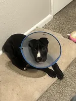 Maurice , a male American Staffordshire Terrier and American Pit Bull Terrier for sale in Houston, TX – Photo 3 of 4