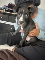 Maurice , a male American Staffordshire Terrier and American Pit Bull Terrier for sale in Houston, TX – Photo 4 of 4