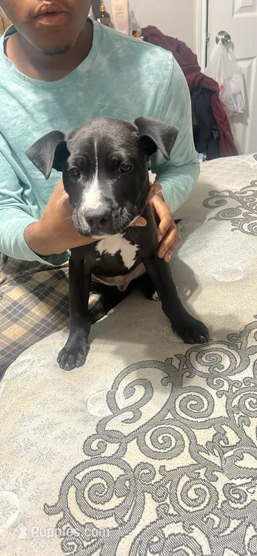 Maurice  – American Staffordshire Terrier, American Pit Bull Terrier puppy for sale in Houston, TX
