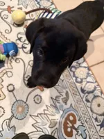 Handsome Mr Forest Family Raised  AKC Ready to Join Your Family  , a male Labrador Retriever for sale in Covina, CA – 3 of 3