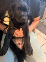 Handsome Mr Forest Family Raised  AKC Ready to Join Your Family  , a male Labrador Retriever for sale in Covina, CA – 2 of 3