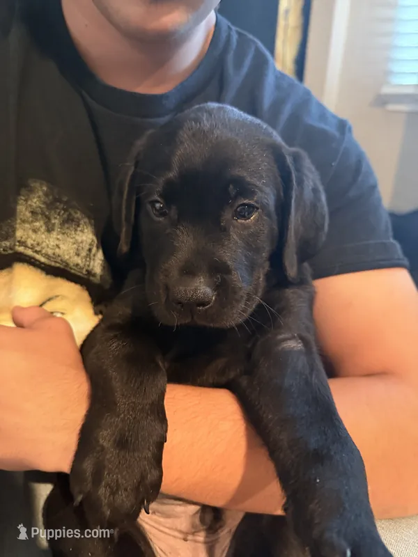 Handsome Mr Forest Family Raised  AKC Ready to Join Your Family   – Labrador Retriever puppy for sale in Covina, CA