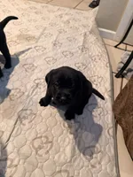 🖤 Beautiful AKC Black Lab  Ready to Join Your Family, Family Raised, a female Labrador Retriever for sale in Covina, CA – 2 of 2