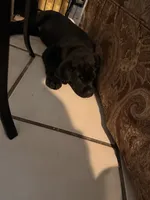 Beautiful AKC Miss Daisy Ready to Join Your Family, Family Raised, a female Labrador Retriever for sale in Covina, CA – 3 of 3