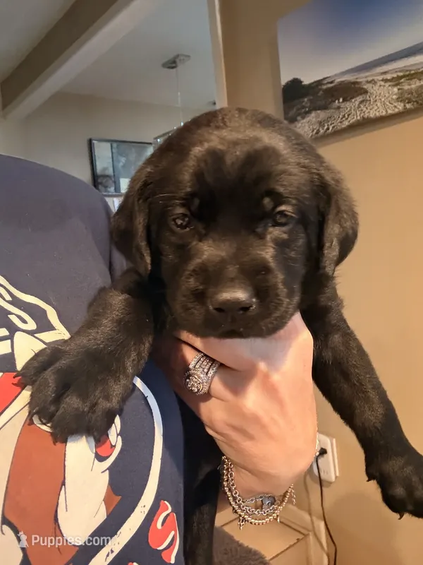 🖤 Stunning Black Labrador Puppy – AKC, Family Raised – Labrador Retriever puppy for sale in Covina, CA