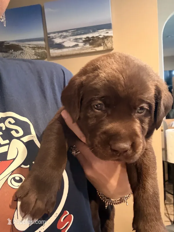 AKC Chocolate Cutie, Family Raised Ready for her Forever Home   – Labrador Retriever puppy for sale in Covina, CA
