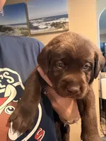 AKC Chocolate Cutie, Family Raised Ready for her Forever Home  , a female Labrador Retriever for sale in Covina, CA – 1 of 1