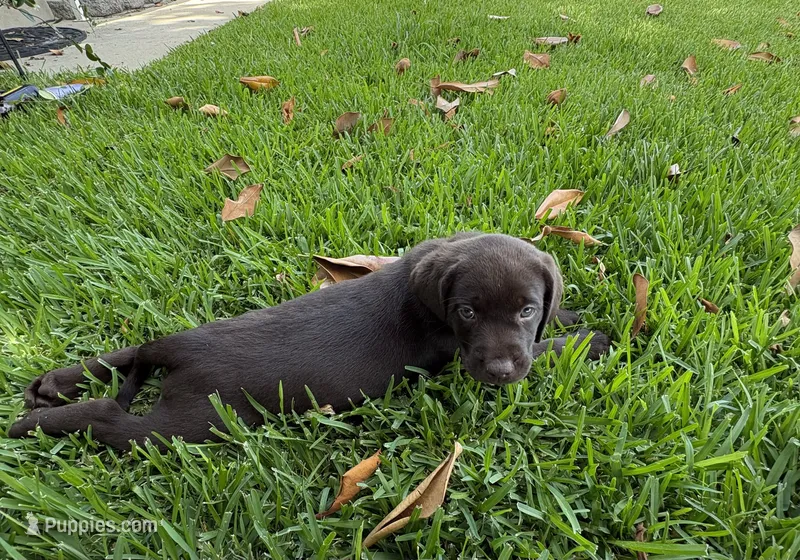 Beautiful Miss Violet ready for her forever home.  – Labrador Retriever puppy for sale in Covina, CA