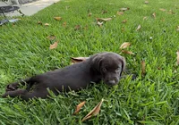 Beautiful Miss Violet ready for her forever home. , a female Labrador Retriever for sale in Covina, CA – 1 of 1