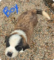 Boy 1 (dark blue collar), a male Saint Bernard for sale in New Richland, MN – 1 of 1