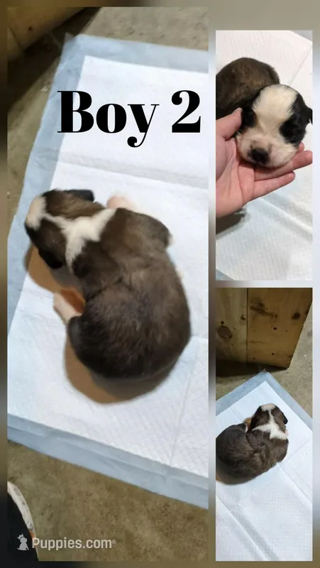 Boy 2 – Saint Bernard puppy for sale in New Richland, MN