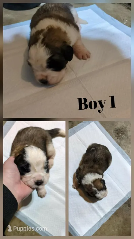 Boy 1 – Saint Bernard puppy for sale in New Richland, MN