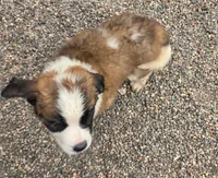 Girl 4 (dark pink collar), a female Saint Bernard for sale in New Richland, MN – 2 of 2