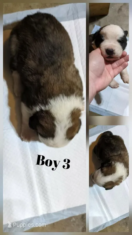 Boy 3 – Saint Bernard puppy for sale in New Richland, MN