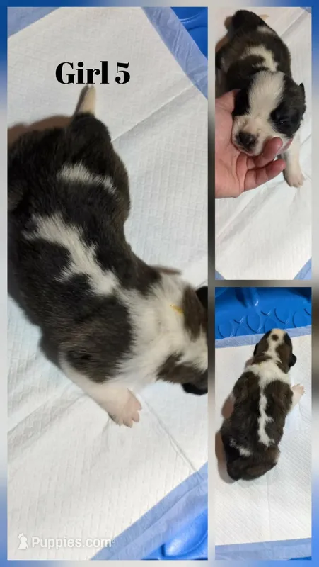 Girl 5  – Saint Bernard puppy for sale in New Richland, MN