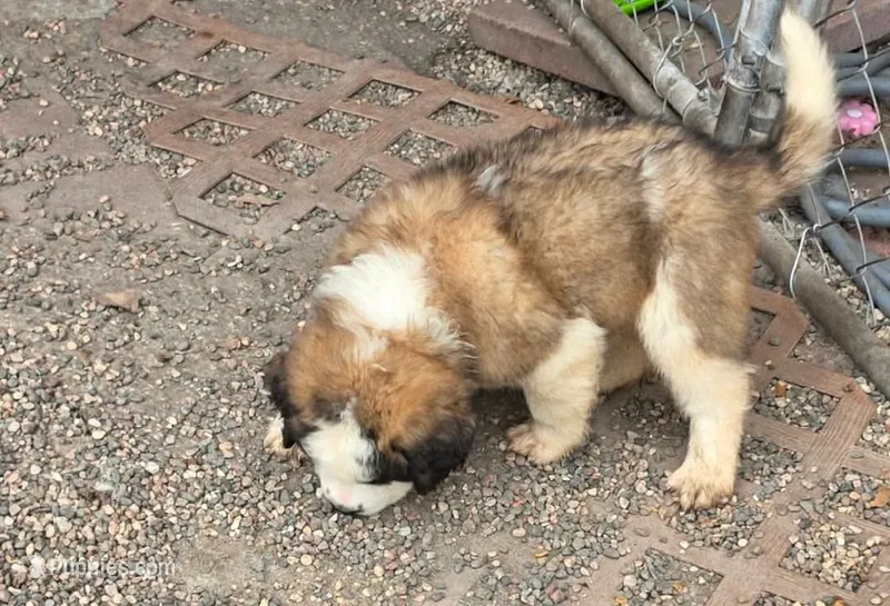 Girl 2 (light blue collar) – Saint Bernard puppy for sale in New Richland, MN