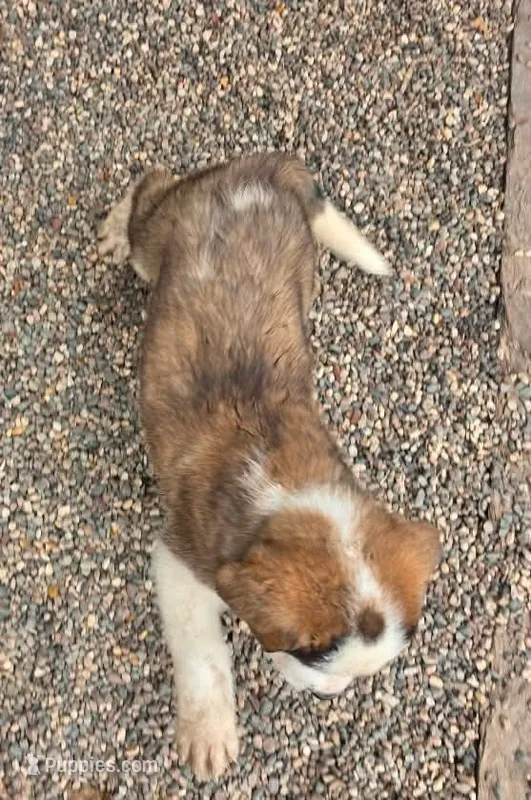 Girl 1 (yellow collar) – Saint Bernard puppy for sale in New Richland, MN