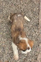 Girl 1 (yellow collar), a female Saint Bernard for sale in New Richland, MN – 1 of 2