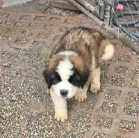 Girl 2 (light blue collar), a female Saint Bernard for sale in New Richland, MN – 2 of 2
