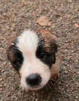 Girl 4 (dark pink collar), a female Saint Bernard for sale in New Richland, MN – 1 of 2