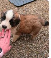 Girl 3 (green collar), a female Saint Bernard for sale in New Richland, MN – 2 of 2