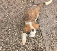 Girl 1 (yellow collar), a female Saint Bernard for sale in New Richland, MN – 2 of 2
