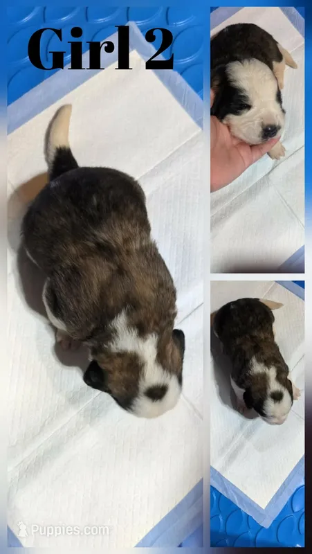 Girl 2 – Saint Bernard puppy for sale in New Richland, MN