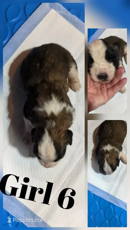 Girl 6  – Saint Bernard puppy for sale in New Richland, MN
