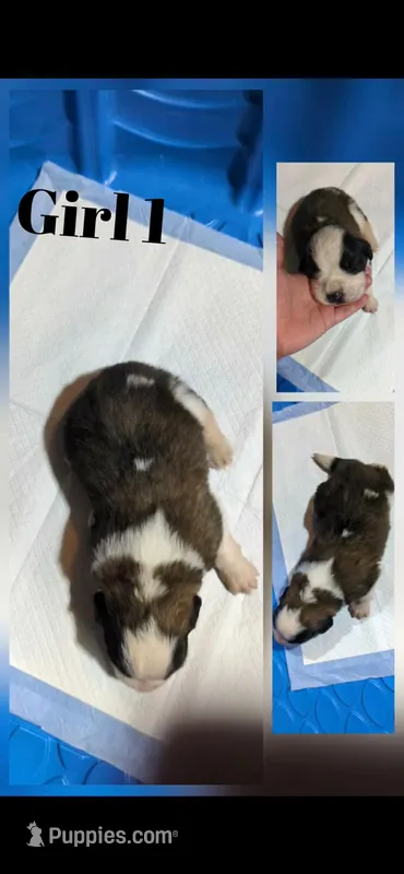Girl 1 – Saint Bernard puppy for sale in New Richland, MN