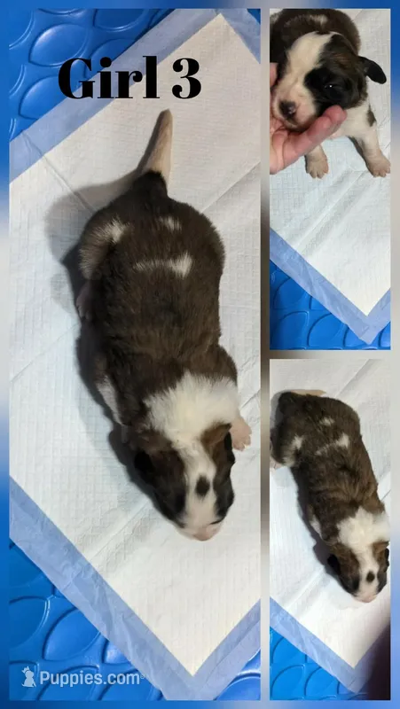 Girl 3 – Saint Bernard puppy for sale in New Richland, MN