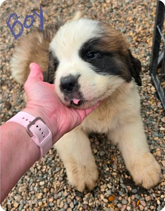 Boy 2 (purple) – Saint Bernard puppy for sale in New Richland, MN