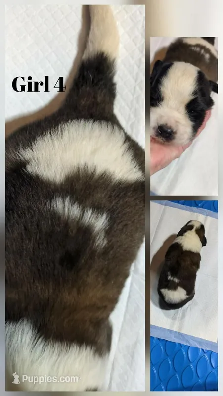 Puppy 4 – Saint Bernard puppy for sale in New Richland, MN
