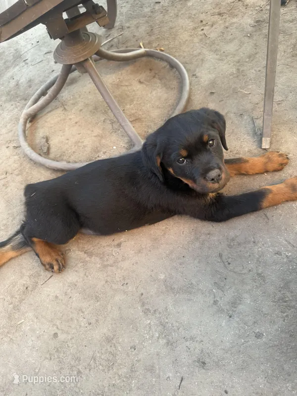 Sky – Rottweiler puppy for sale in Vallejo, CA