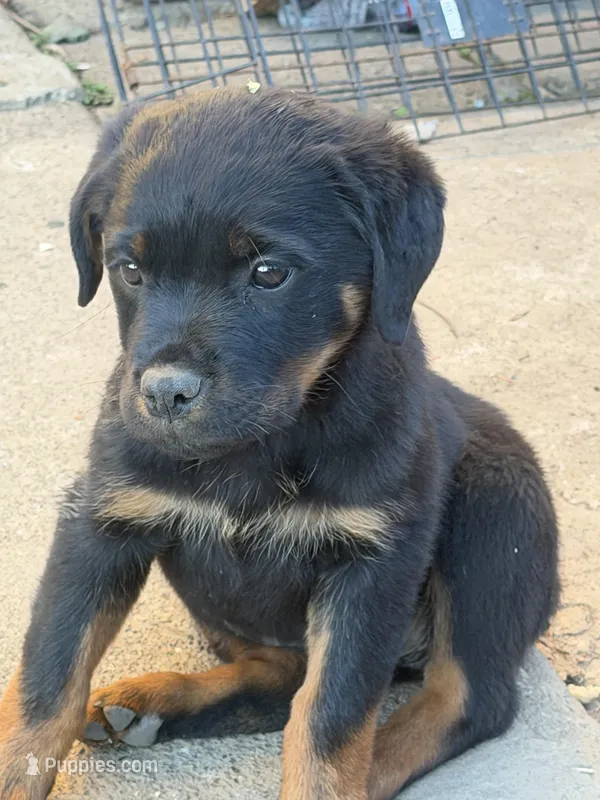 Sheba – Rottweiler puppy for sale in Vallejo, CA